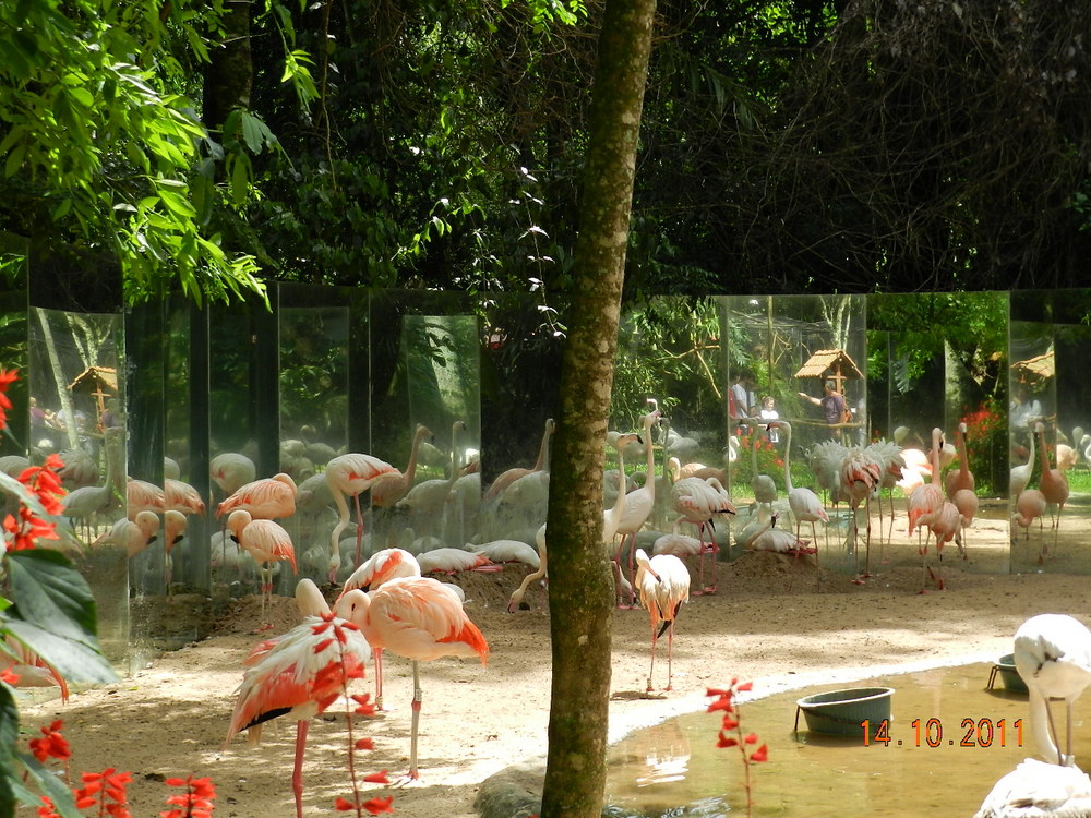 Flamingos